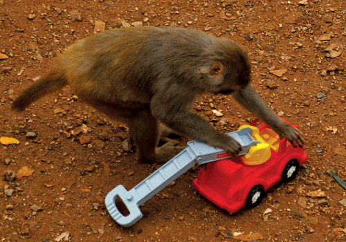 A monkey plays with a plastic wheeled toy