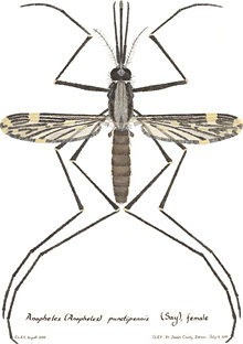 Drawing of a mosquito