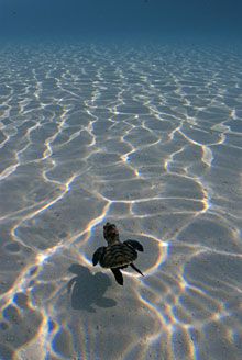 A baby sea turtle swimming out to sea