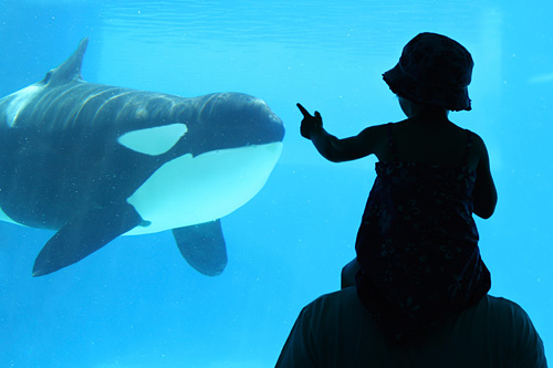 Child at aquarium viewing orca
