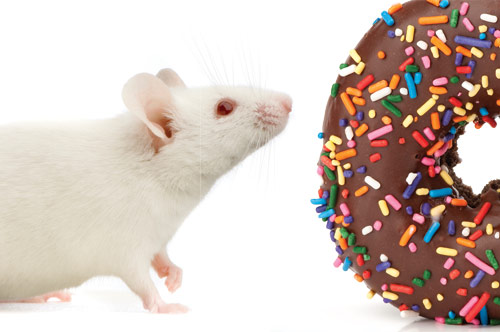 Lab mouse sniffing frosted doughnut with sprinkles