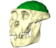 Hominid skull hints at later brain evolution