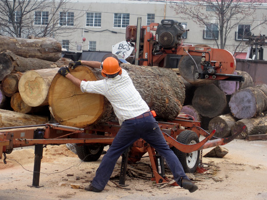 Lullwater's fallen trees will be used for place-based education