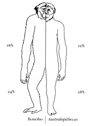 Proportions Of The Body. Bonobo body proportions