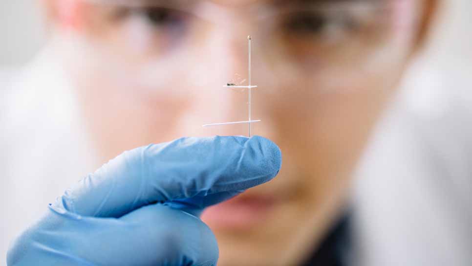 close-up of Kasey Cervantes in blue gloves holding a spindle with a mosquite on it
