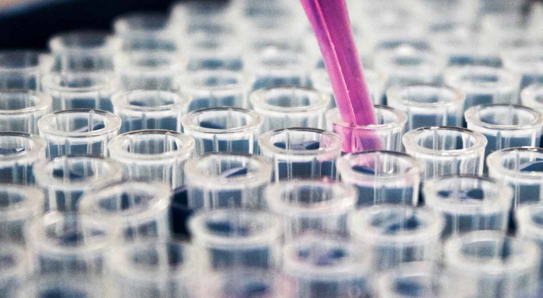 dozens of test tubes being filled with pink liquid