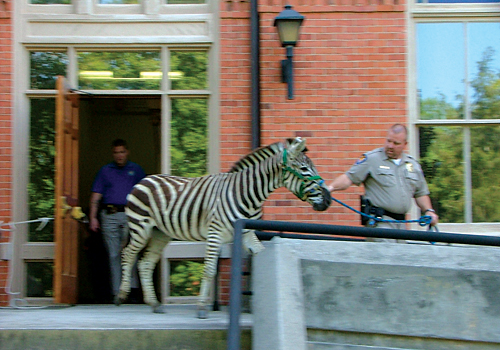 The zebra on the steps of Seney Hall