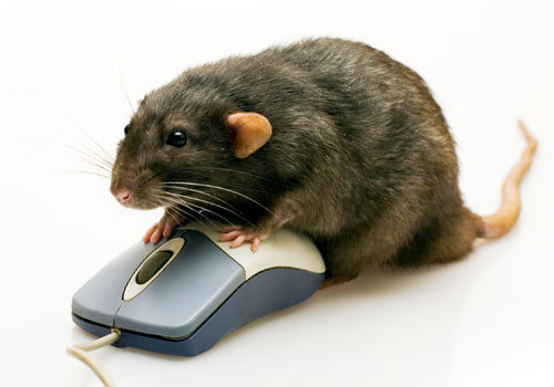 rat using a mouse