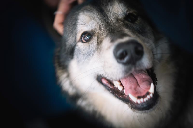 Close up face of a husky dog.