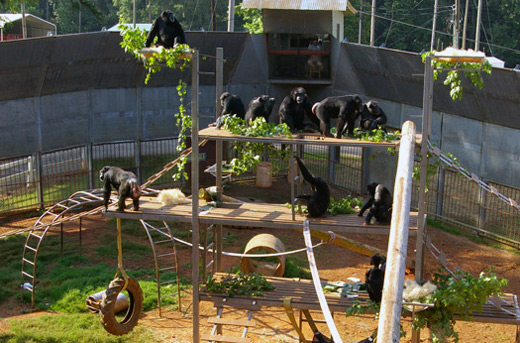 Chimpanzees at Emory University's Yerkes National Primate Research Center