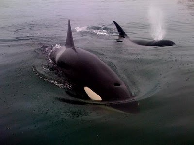 escience orcas