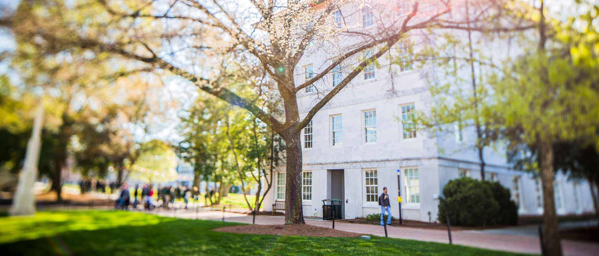 view of tree on the quad on a sunny day