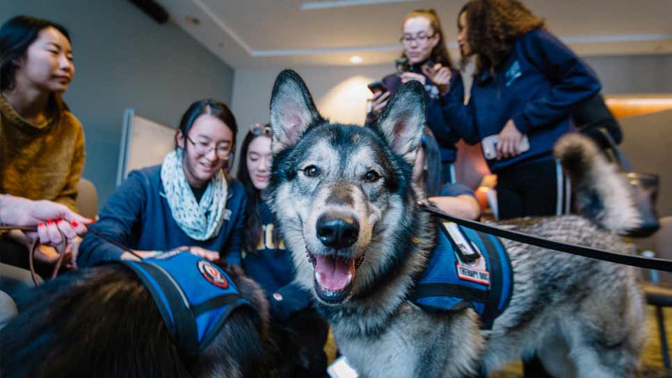 students with the campus life therapy dog Finn