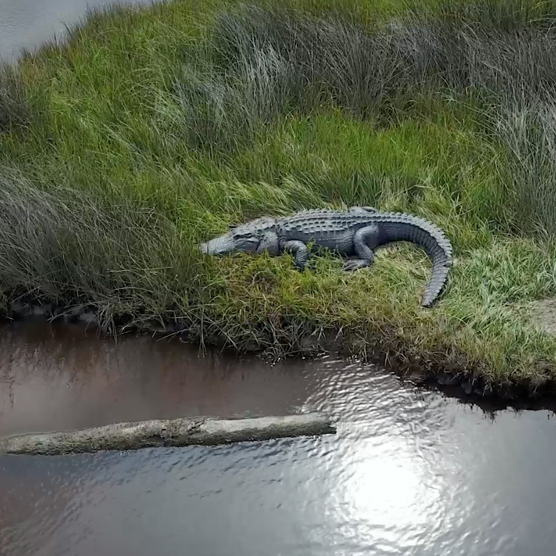 alligator sprawled amid tall green marshland grass
