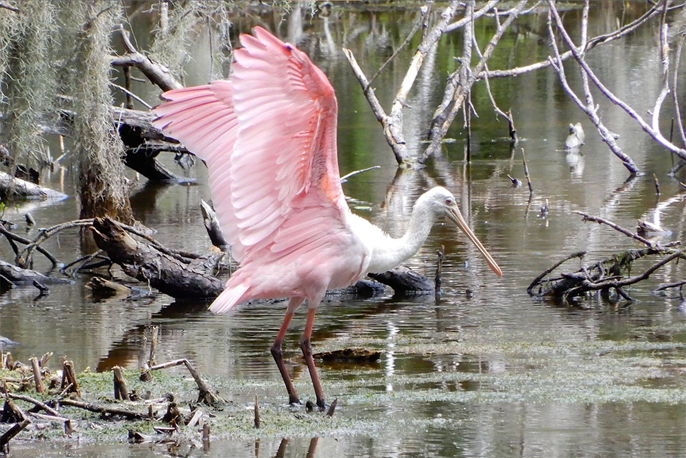 A pink egret in a body of water