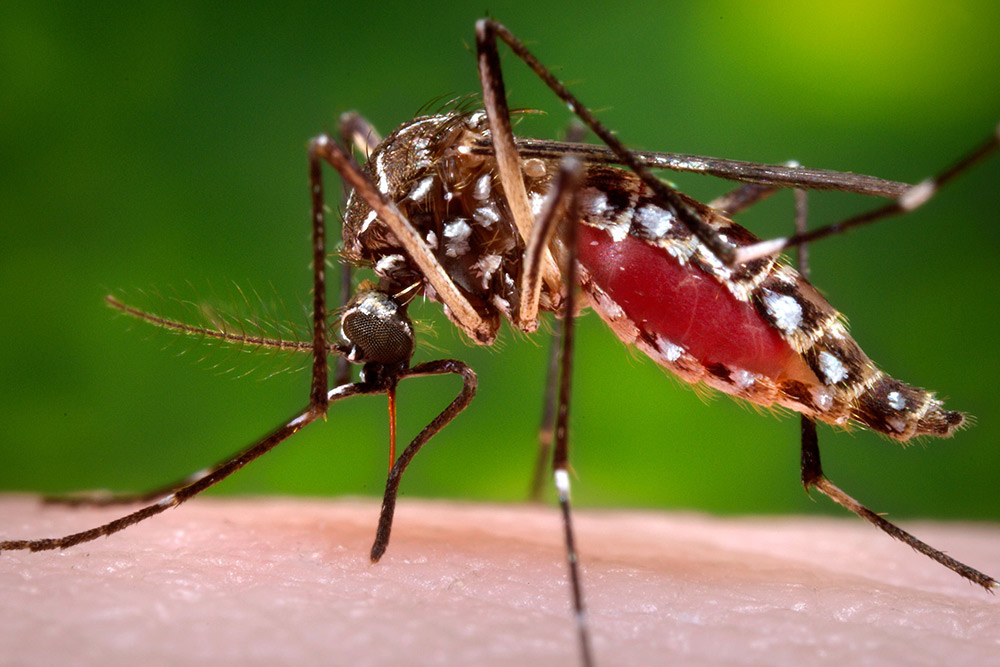 A female Aedes aegypti mosquito