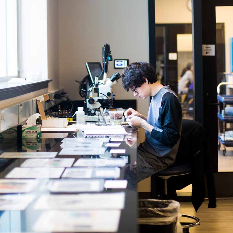 student in front of a microscope at the end of a long lab table filled with neatly arranged papers